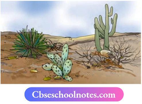 CBSE Notes For Class 6 Science Chapter 6 The Living Organisms Some Typical plants that grow in desert