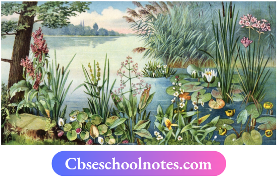 CBSE Notes For Class 6 Science Chapter 6 The Living Organisms Types Of Aquatic Plants
