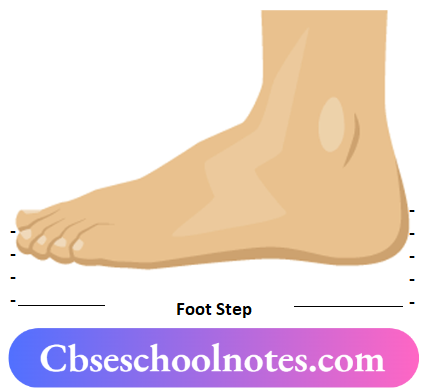 CBSE Notes For Class 6 Science Chapter 7 Motion And Measurement Of Distances Foot Step