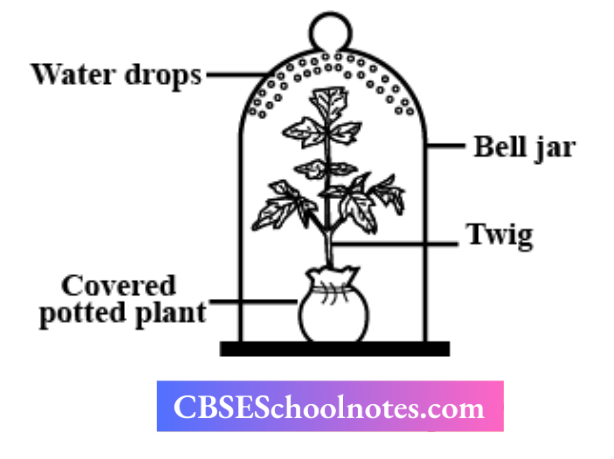 CBSE Notes For Class 6 Science Getting To Know Plants Experimental Set Up To Show Transpiration
