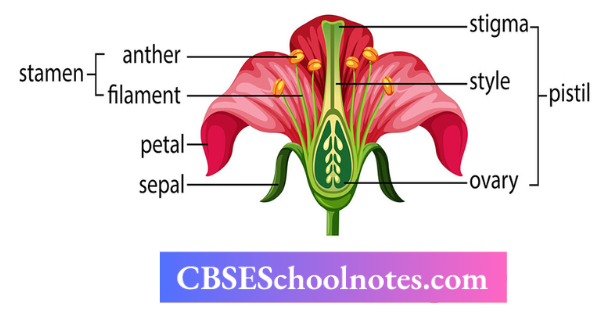CBSE Notes For Class 6 Science Getting To Know Plants Parts Of Flowers