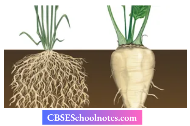 CBSE Notes For Class 6 Science Getting To Know Plants Plant with and without roots