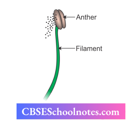CBSE Notes For Class 6 Science Getting To Know Plants Stamnes