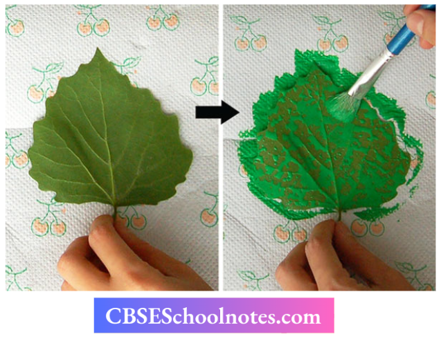 CBSE Notes For Class 6 Science Getting To Know Plants Taking An Impression Of A Leaf On Paper