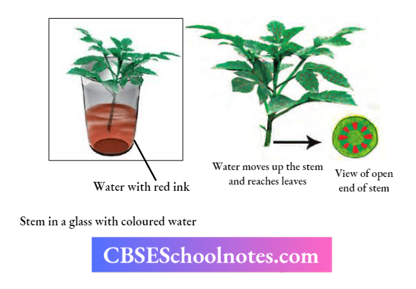 CBSE Notes For Class 6 Science Getting To Know Plants The Stem Of A Plant