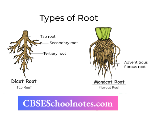 CBSE Notes For Class 6 Science Getting To Know Plants Types Of Roots
