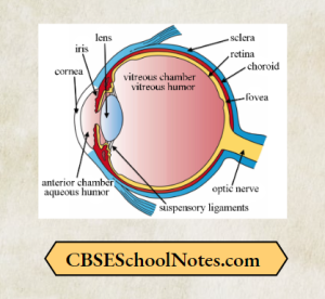 CBSE Class 8 Science Chapter 13 Light Notes - CBSE School Notes